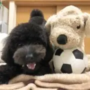 さゆ