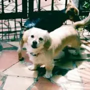ナナコ