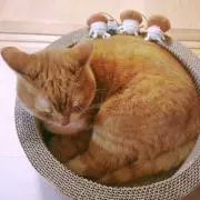ゆーなの画像
