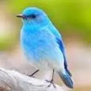 Oiseaubleu