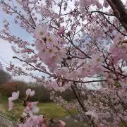 まな