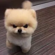 ゆうゆうの画像
