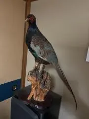はったんの画像