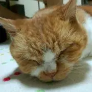 とらねこの画像