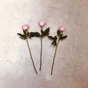 ganmo♡の画像
