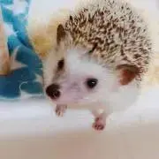 ぴぴぴ