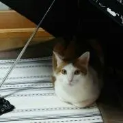 ティン