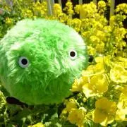 すーも