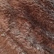 シーシの画像