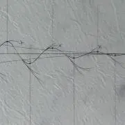 カテキンの画像