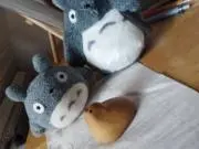 ミッコの画像
