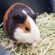 どや