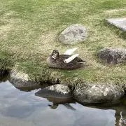 ニワトリの画像