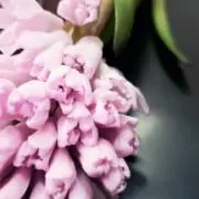 -taiema-【スピード発送】お値下中の画像