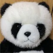 ぱんだ子の画像