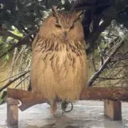 シノの画像