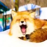のーか【即購入OK！】の画像