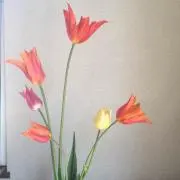 araigumaの画像