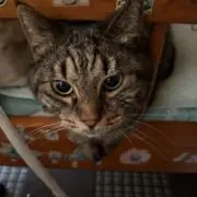 Rの画像
