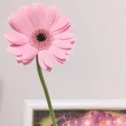 もっぷの画像