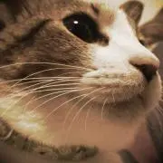 チバさん