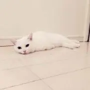 iの画像