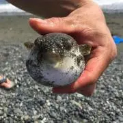 ラウロ