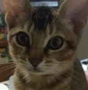 MOKA