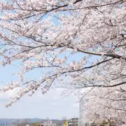 桜 さくらの画像