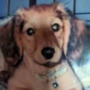 ひまわり/プロフィールをご覧下さい!の画像