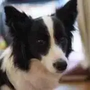 Reinの画像
