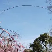 小梅の画像