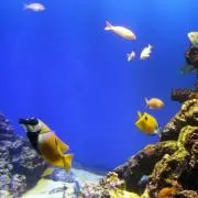 ちゃあこ☆294