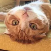 とくちゃんの画像