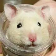 なかどん