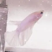 鈴。の画像