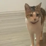 Tamamikeの画像