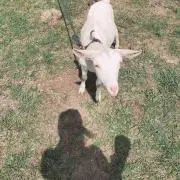 にゃん太