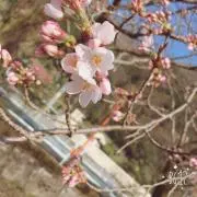 yurumi
