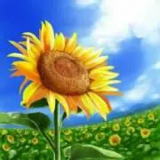 sunflower