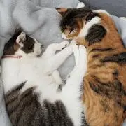 Kumismxxx