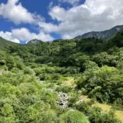 もみじの画像
