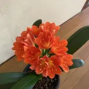 mikarin♪の画像