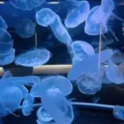 ゆーの画像