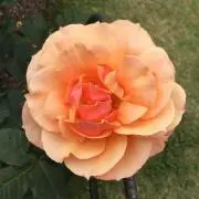 MICHAの画像