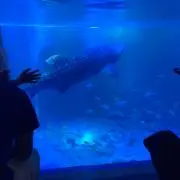 Meronの画像