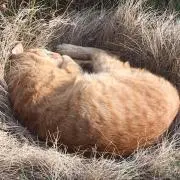 パタリロの画像