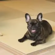 らいおん