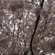 まーみん