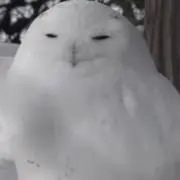 シムルグの画像